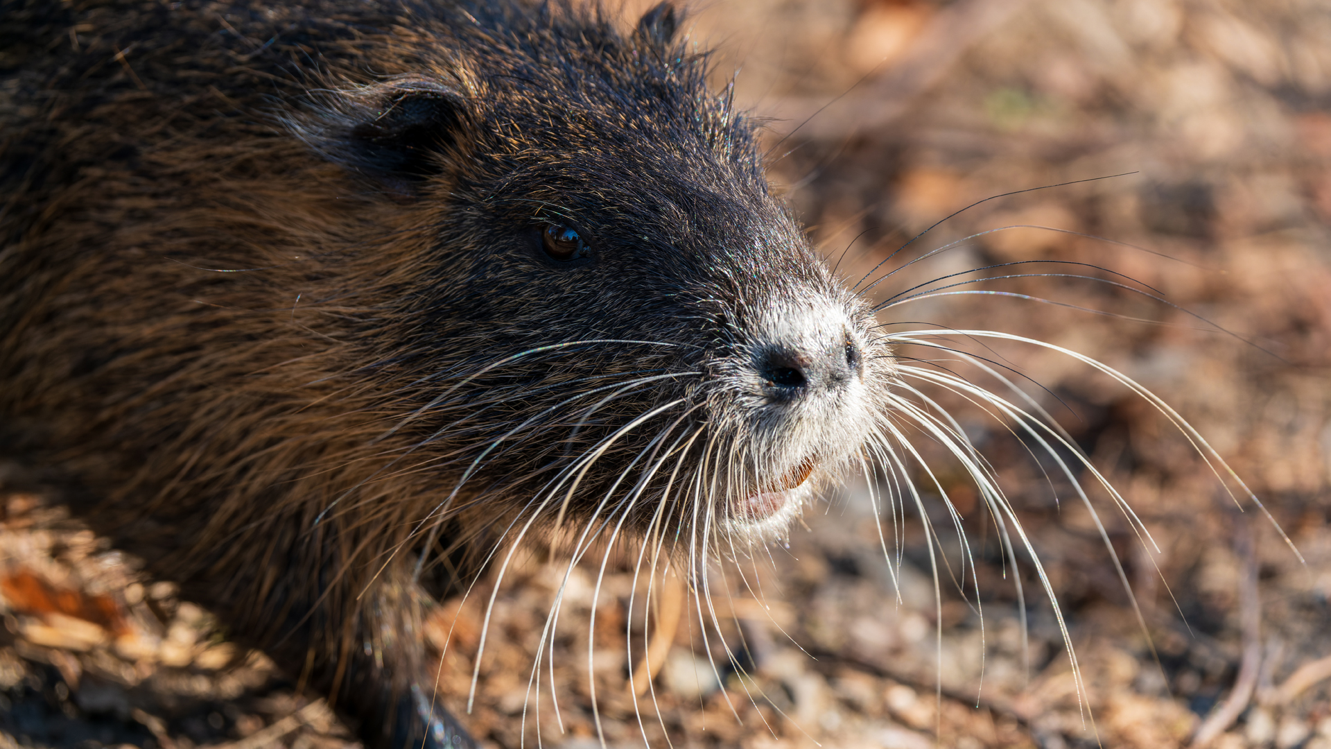 Nutria (Myocastor coypus), Frankfurt Niddapark – Foto: © Roland Rodenberg