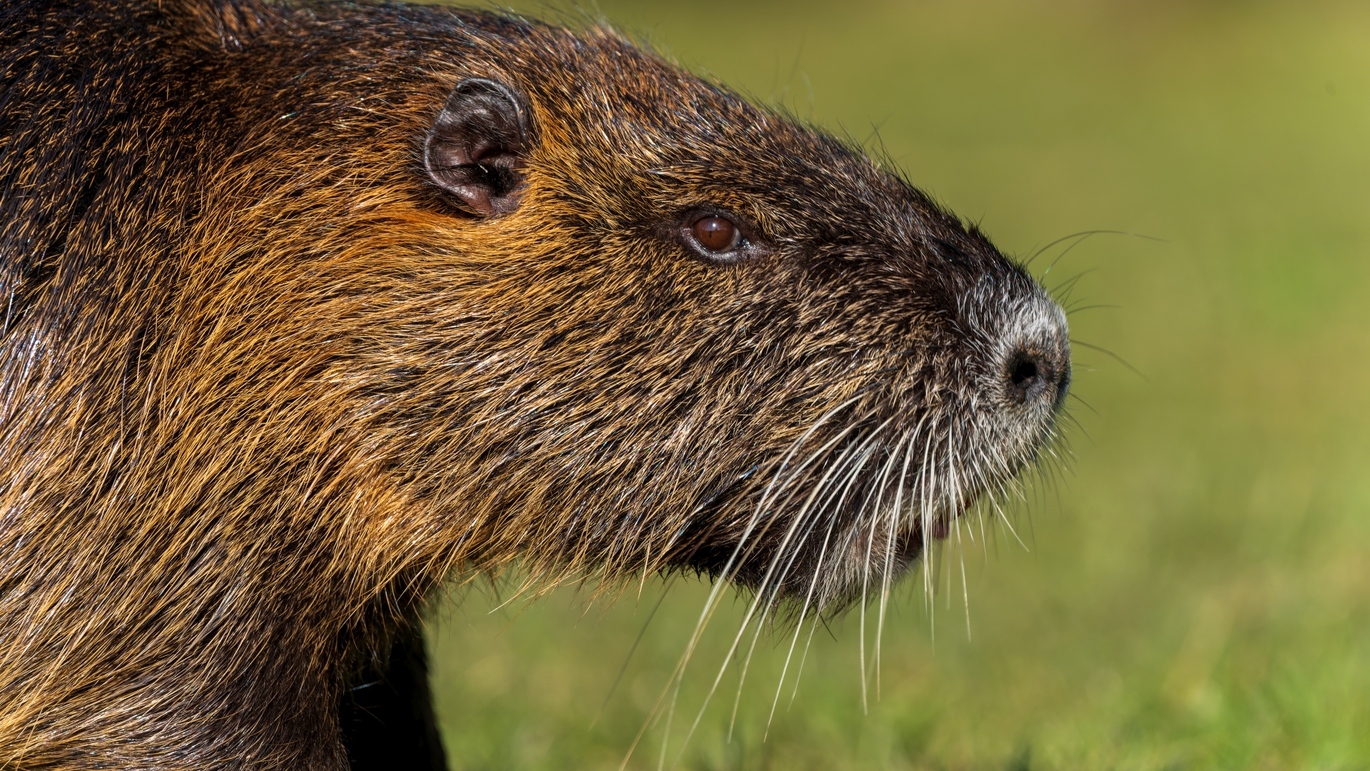 Nutria (Myocastor coypus), Frankfurt Niddapark – Foto: © Roland Rodenberg