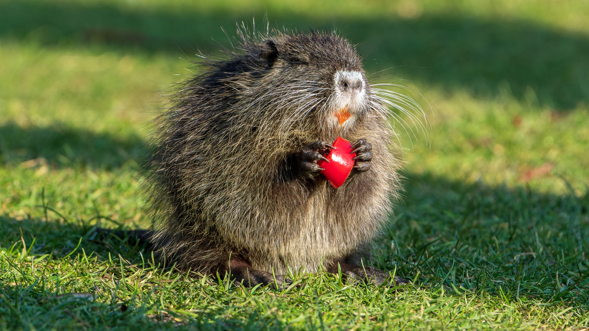 Nutria (Myocastor coypus), Frankfurt Niddapark – Foto: © Roland Rodenberg