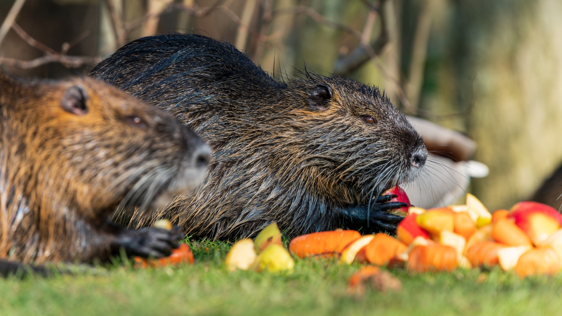 Nutrias (Myocastor coypus), Frankfurt Niddapark – Foto: © Roland Rodenberg