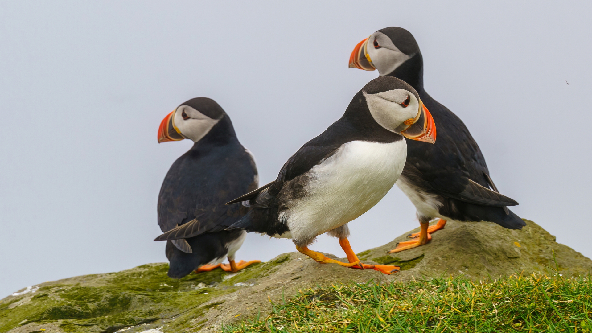 Papageitaucher (Fratercula arctica, auch Puffins genannt) auf der Insel Mykines, Frer – Foto: © Roland Rodenberg