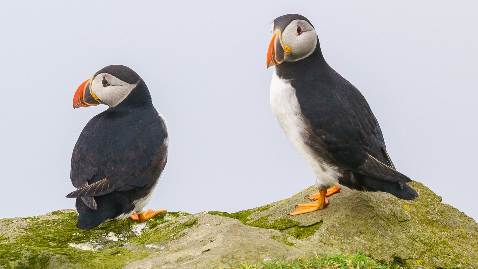 Papageitaucher (Fratercula arctica, auch Puffins genannt) auf der Insel Mykines, Frer – Foto: © Roland Rodenberg