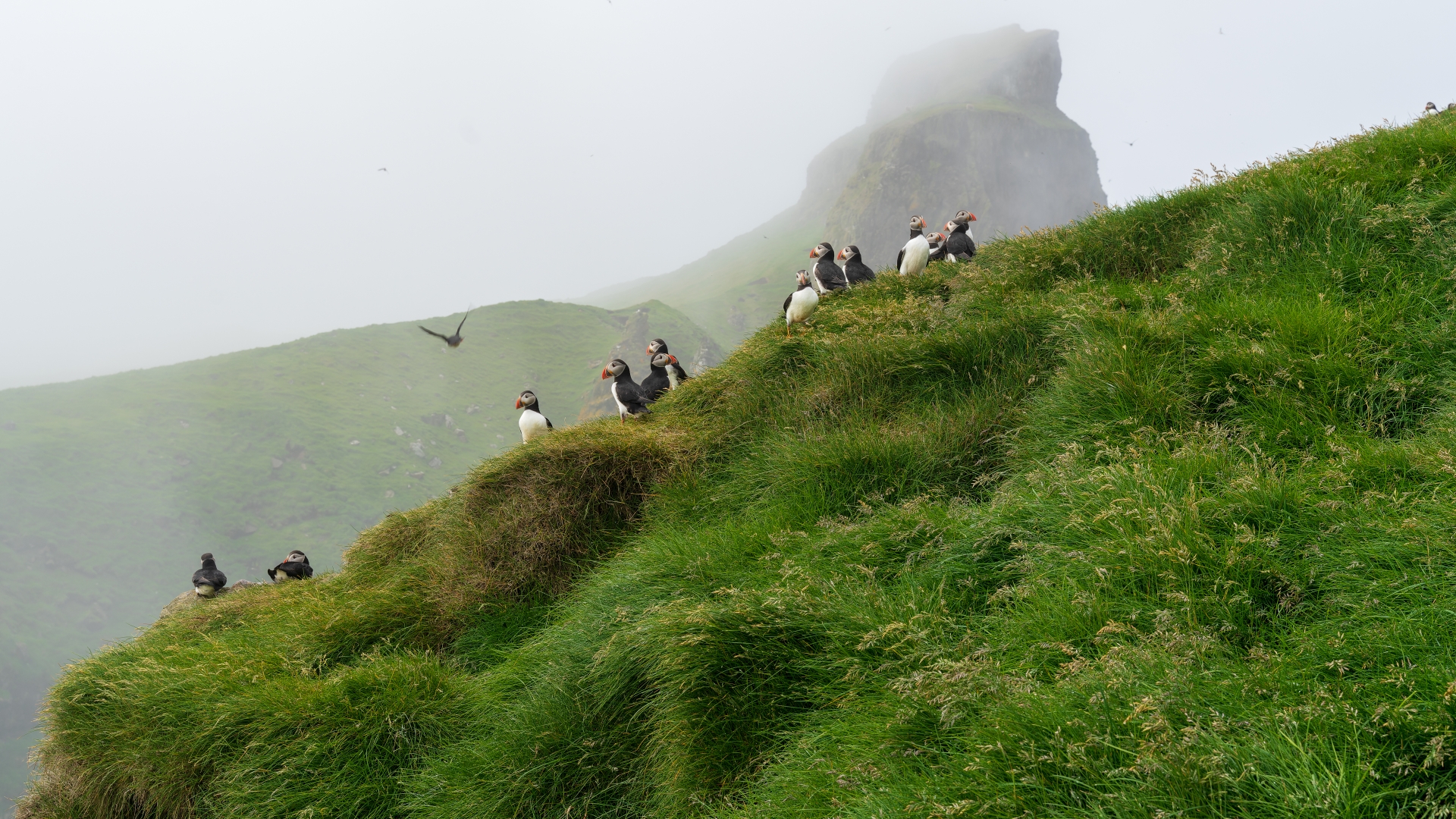 Papageitaucher (Fratercula arctica), auch Puffins genannt) auf der Insel Mykines, Frer – Foto: © Roland Rodenberg