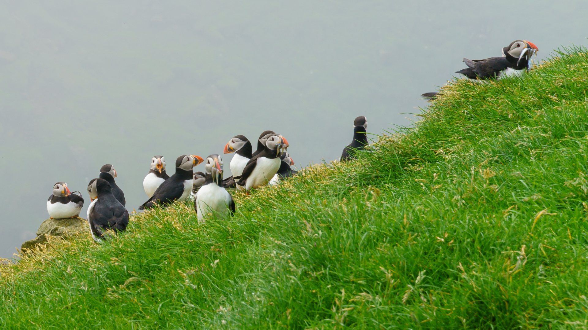 Papageitaucher (Fratercula arctica, auch Puffins genannt) auf der Insel Mykines, Frer – Foto: © Roland Rodenberg