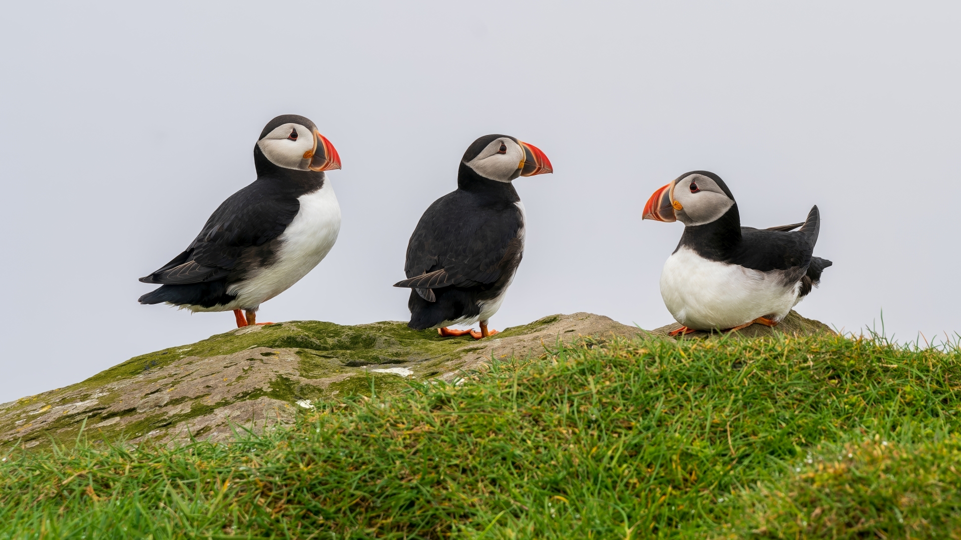 Papageitaucher (Fratercula arctica, auch Puffins genannt) auf der Insel Mykines, Färöer &ndash; Foto: &copy; Roland Rodenberg