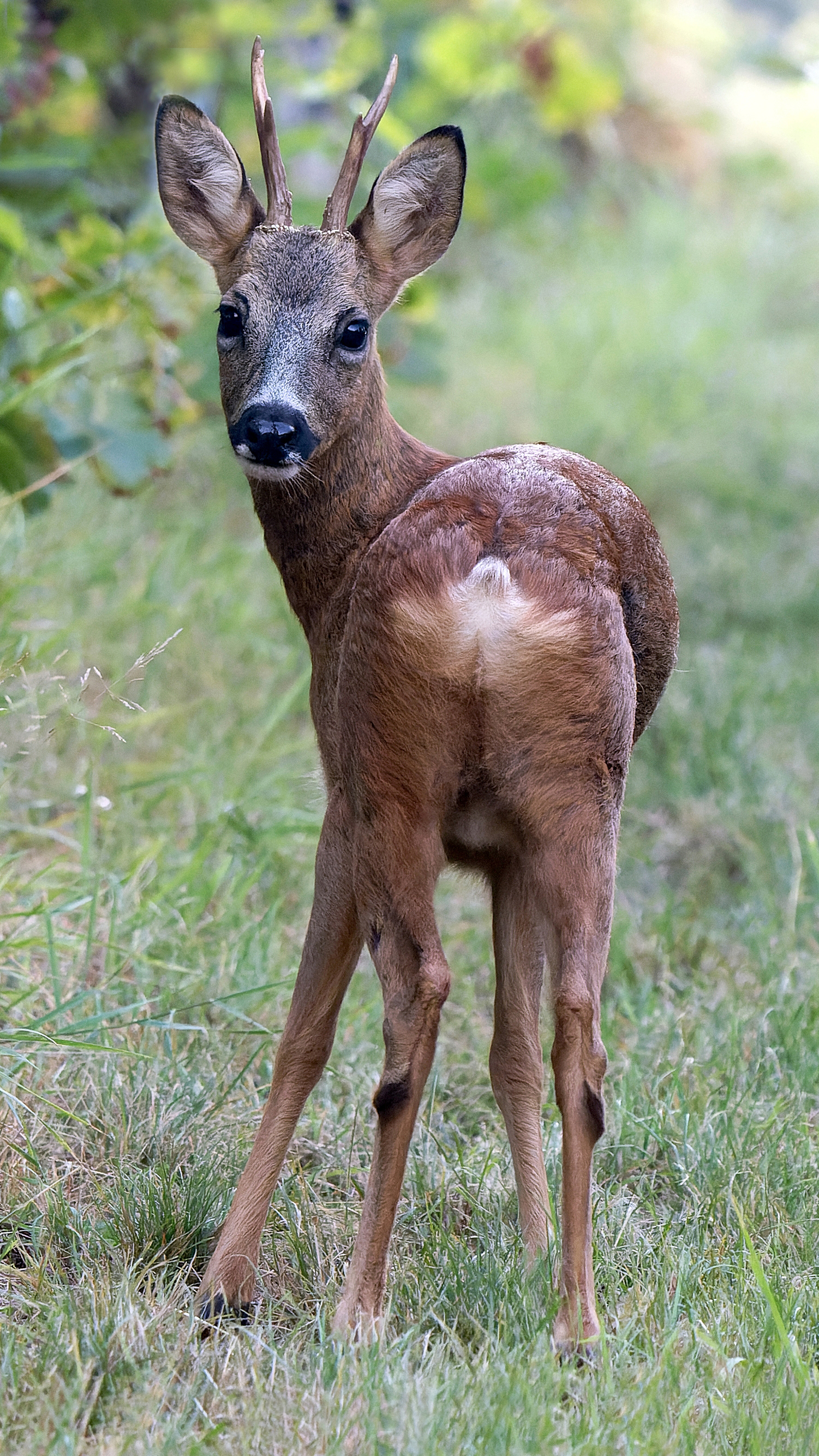 Rehbock (Capreolus capreolus), Wiesbaden Freudenberg– Foto: 
© Roland Rodenberg