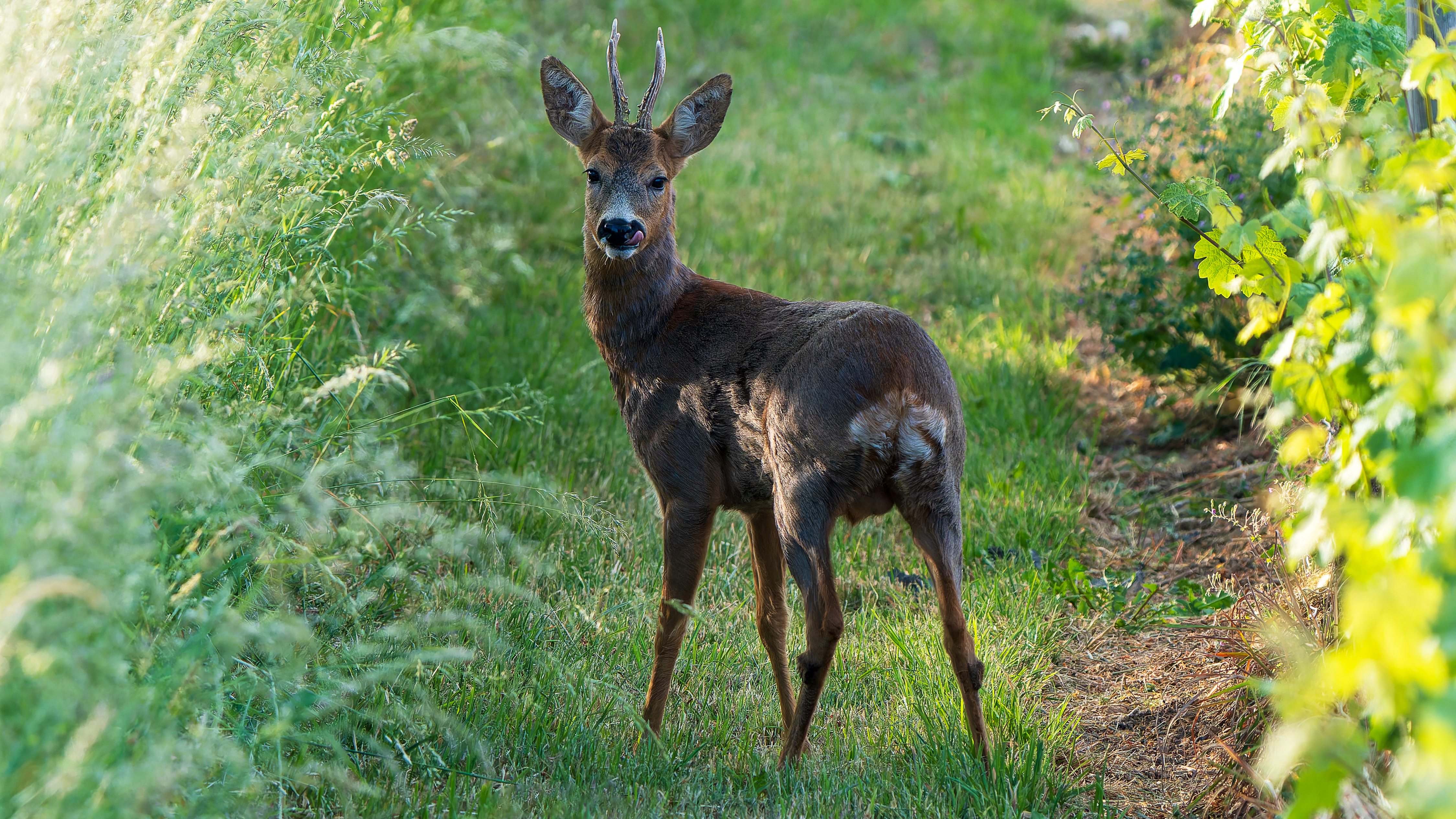 Rehbock (Phasianus colchicus), Wiesbaden-Freundenberg – Foto: 
© Roland Rodenberg