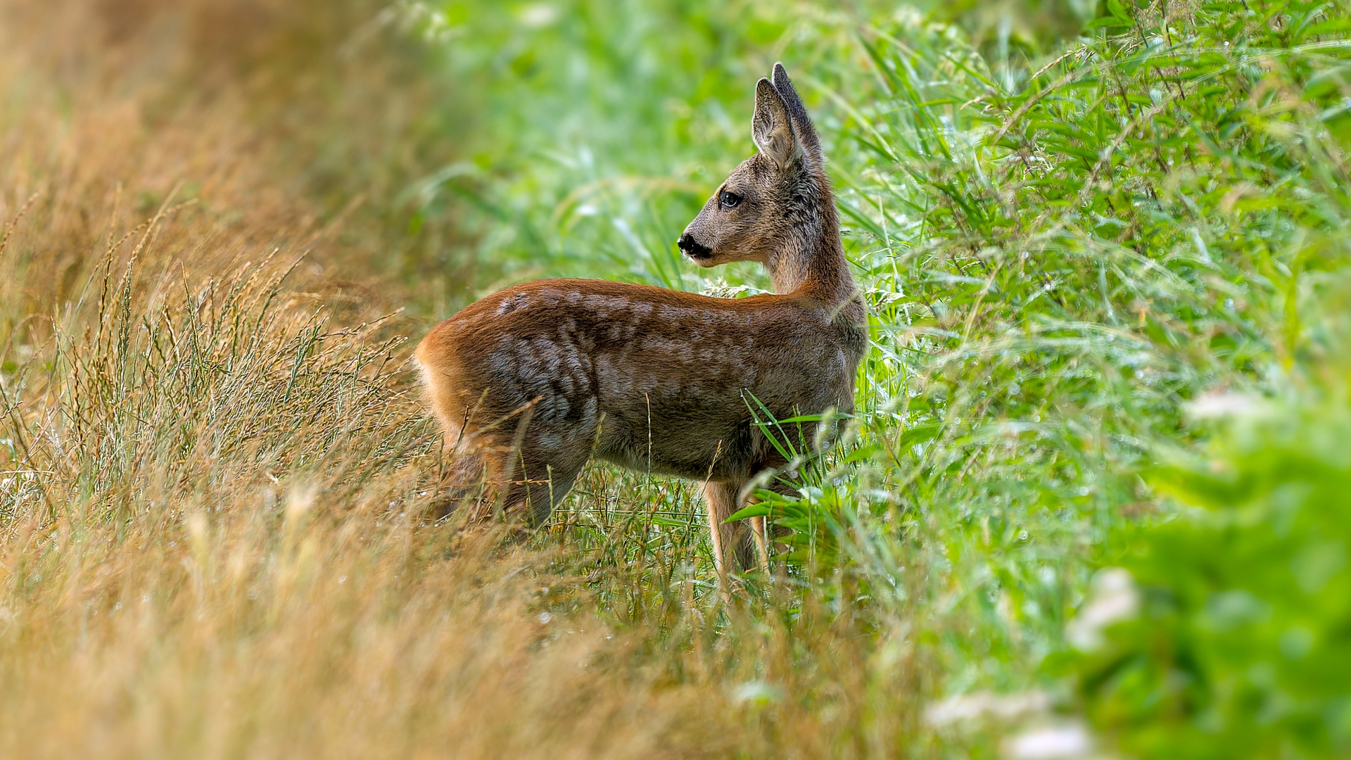 Rehkitz (Capreolus capreolus), Wiesbaden-Freundenberg – Foto: 
© Roland Rodenberg