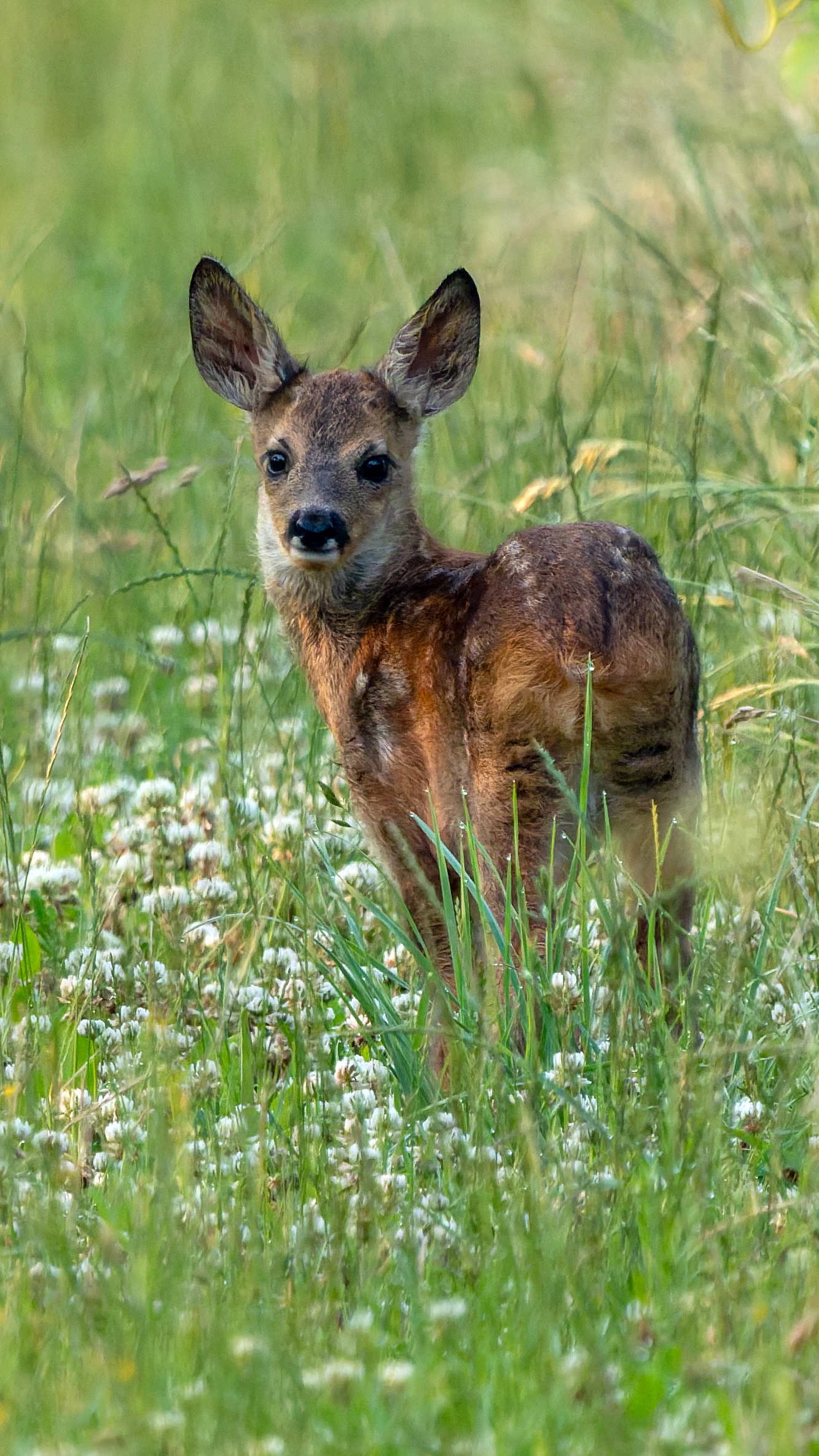 Rehkitz (Capreolus capreolus), Wiesbaden-Freudenberg – Foto: 
© Roland Rodenberg