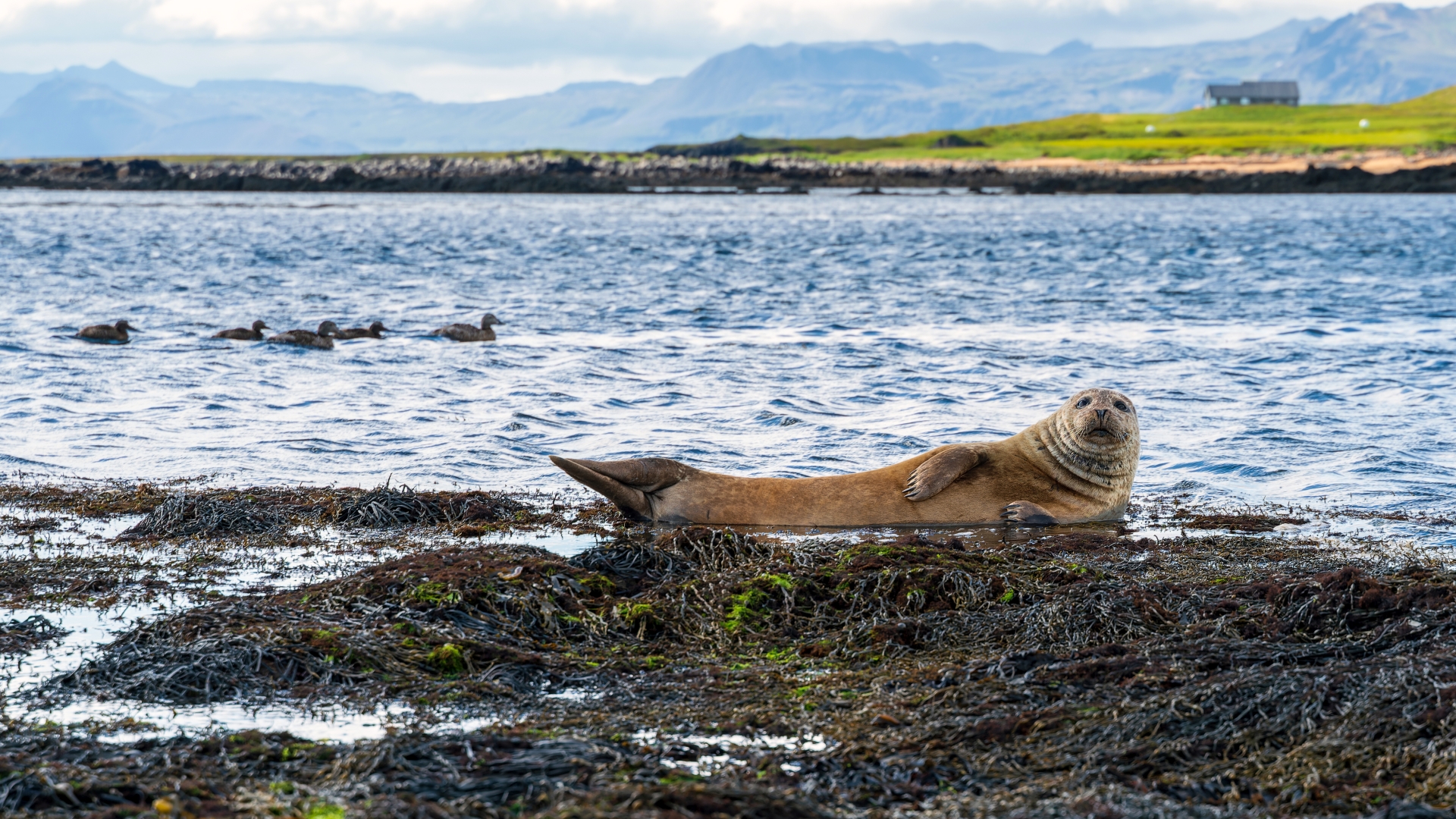 Seehund & Enten – Strand bei Ytri Tunga, Snaefellsness, Island – Foto: © Roland Rodenberg