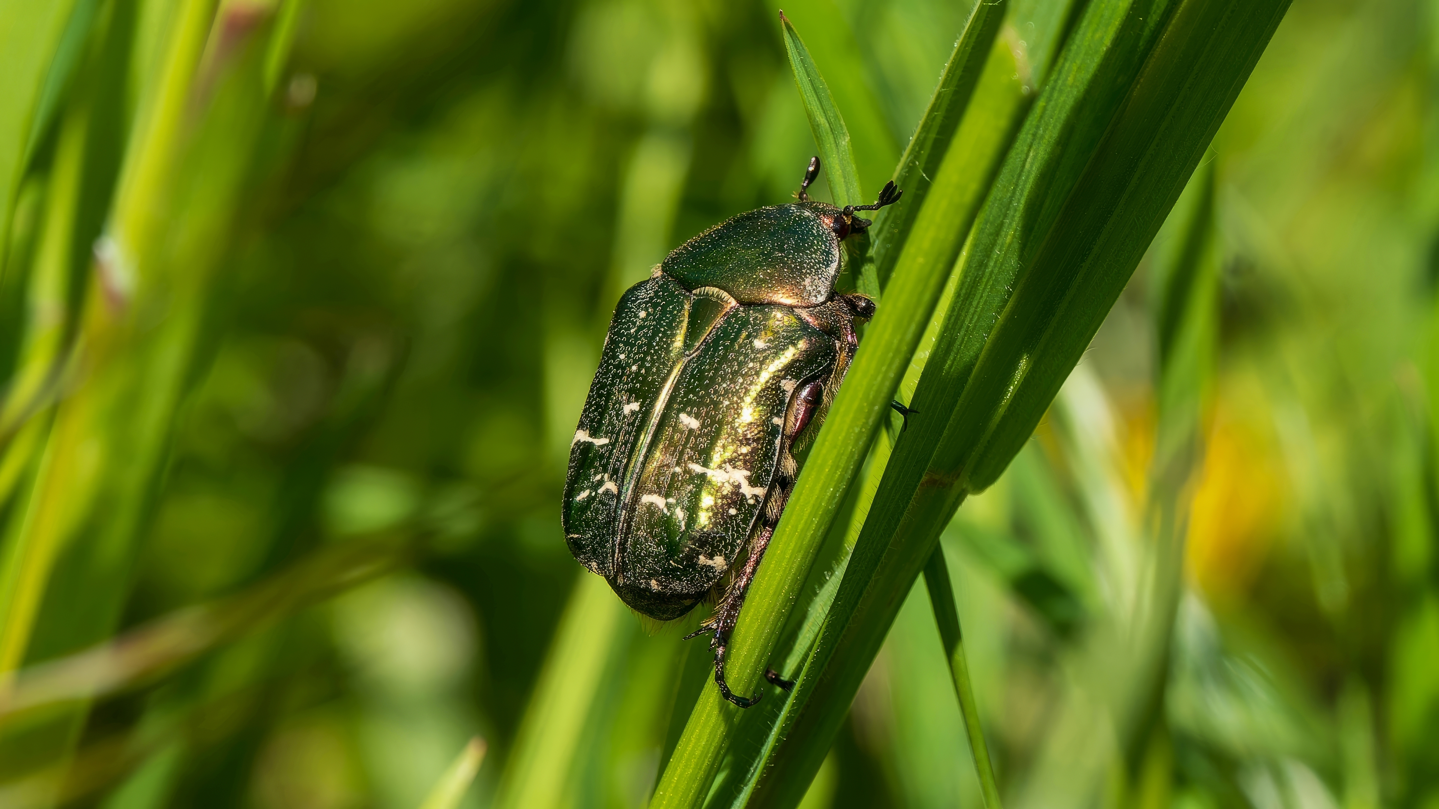 Goldglänzender Rosenkäfer (Cetonia aurata), Schloss Freundenberg, Wiesbaden – Foto: 
© Roland Rodenberg