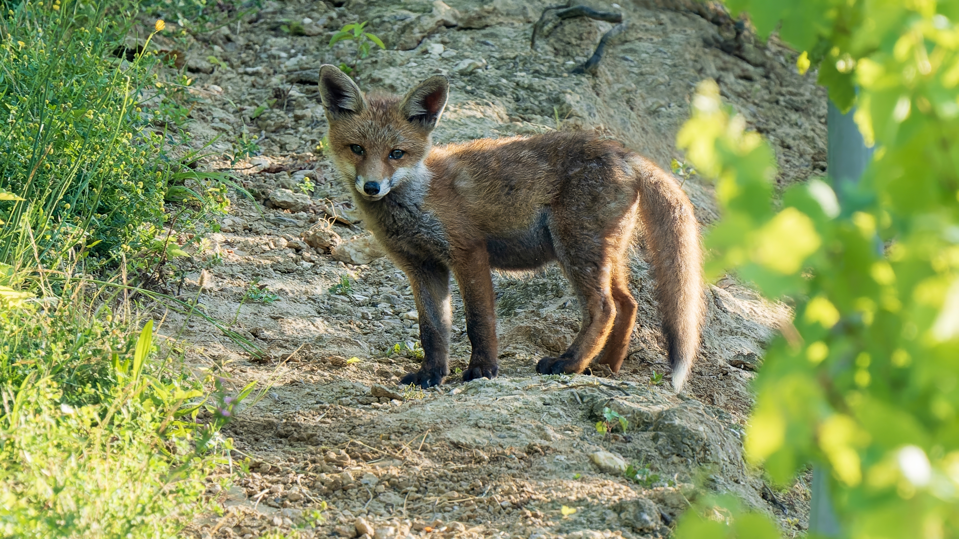 Rotfuchs, Jungtier (Vulpes vulpes), Wiesbaden-Frauenstein, Weinberg – Foto: © Roland Rodenberg