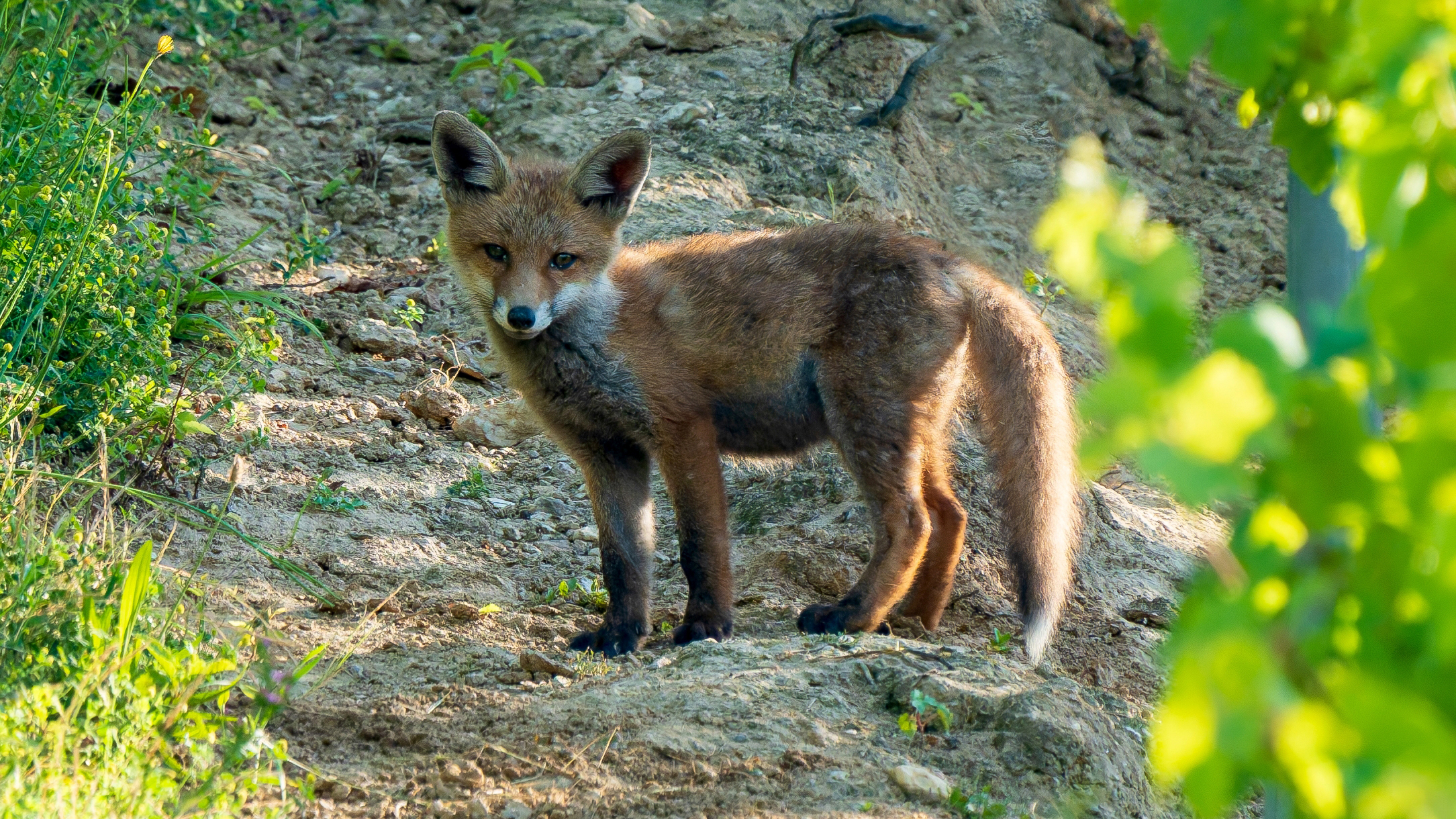 Rotfuchs, Jungtier (Vulpes vulpes), Wiesbaden-Frauenstein, Weinberg &ndash; Foto: &copy; Roland Rodenberg