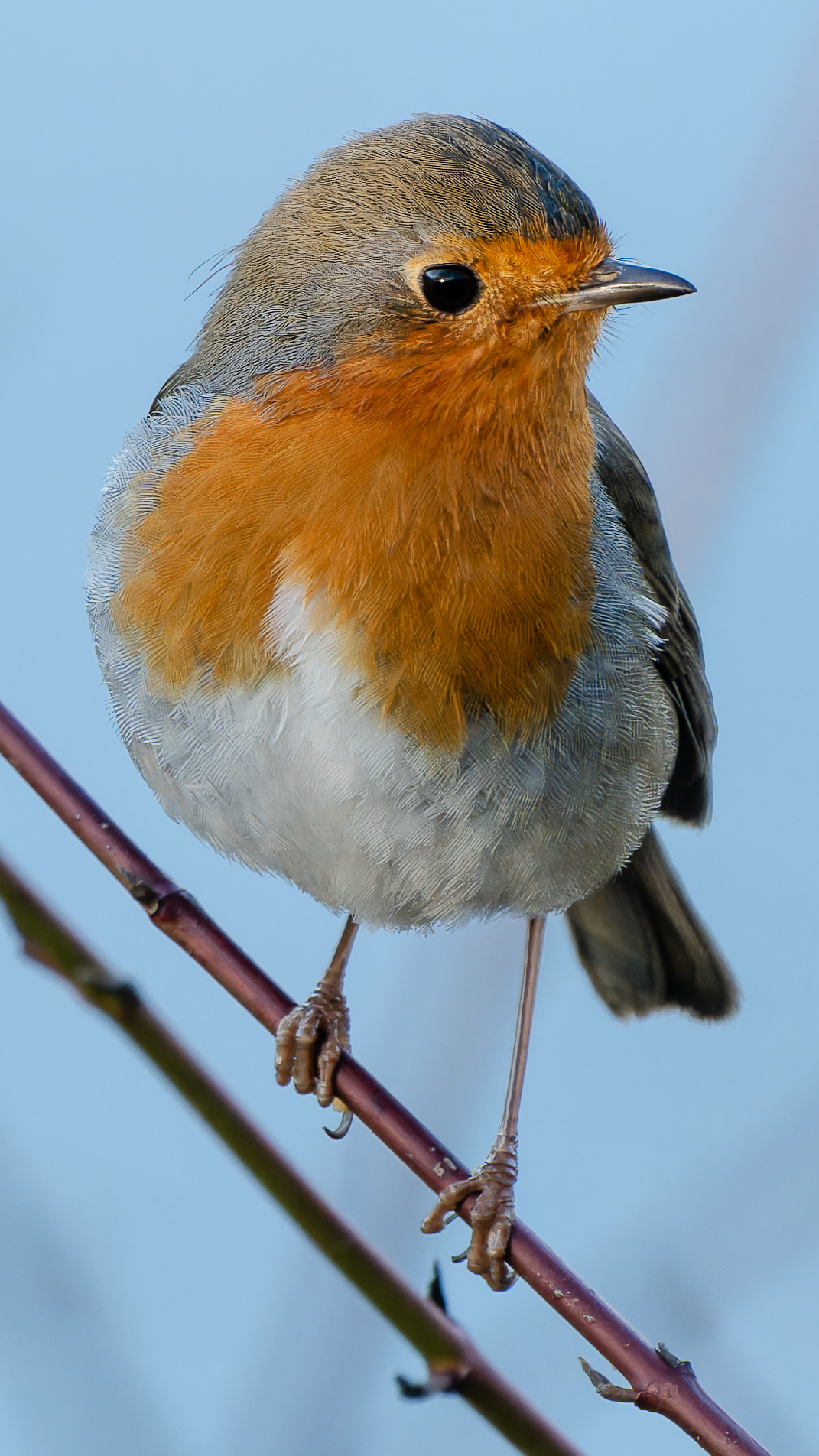 Rotkehlchen (Erithacus rubecula), Wiesbaden Schierstein – Foto: 
© Roland Rodenberg