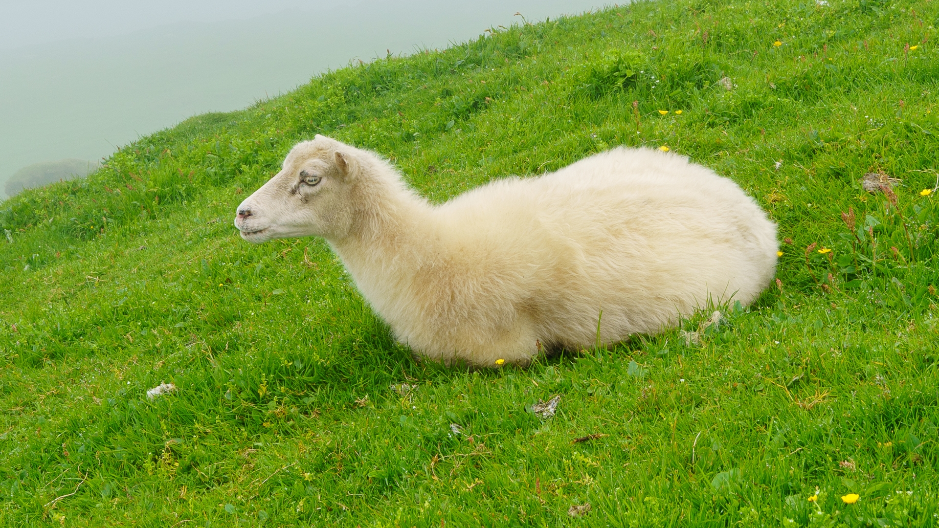 Schaf auf der Insel Mykines, Frer – Foto: © Roland Rodenberg