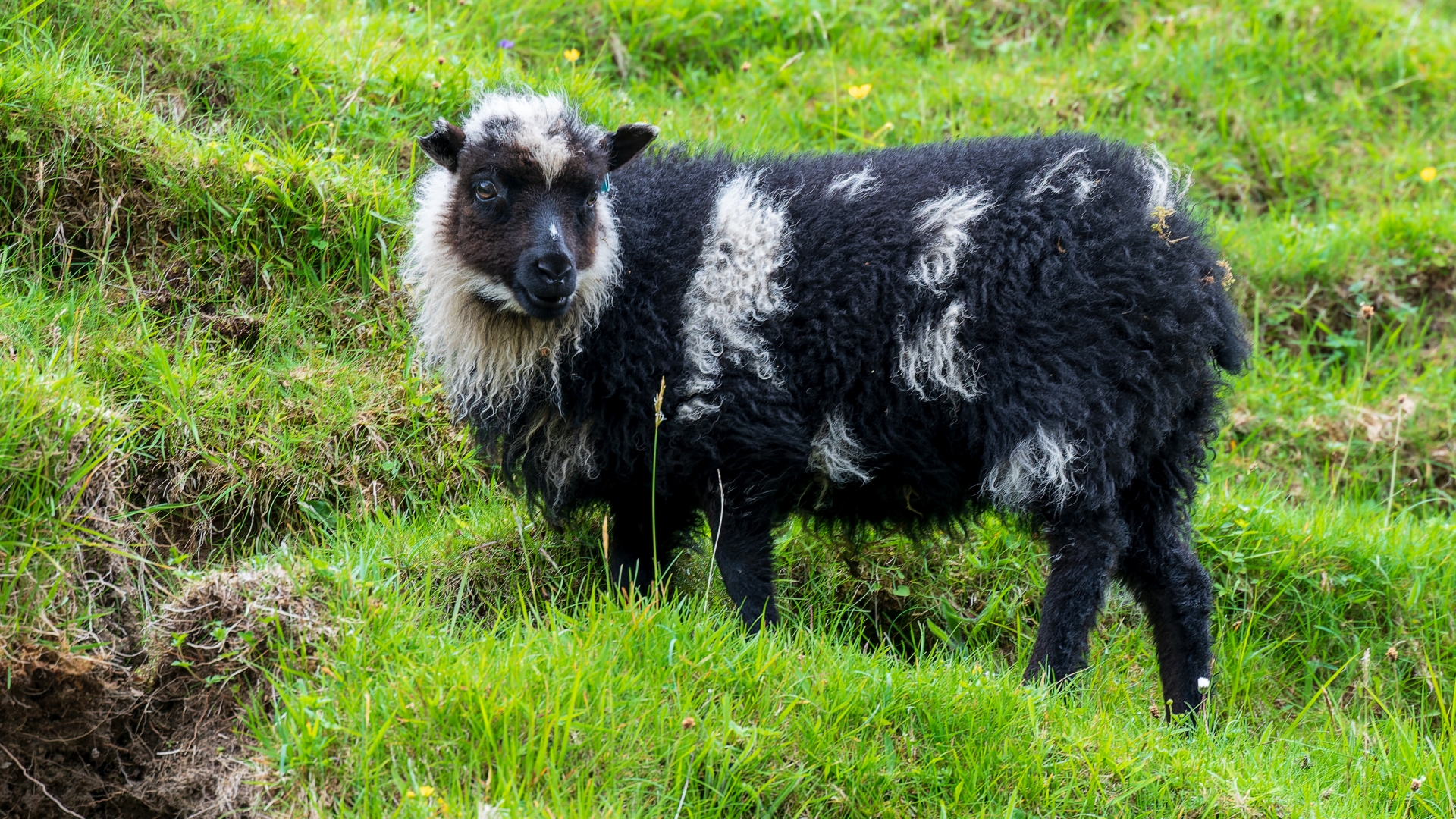 Schaf auf der Insel Mykines, Frer – Foto: © Roland Rodenberg