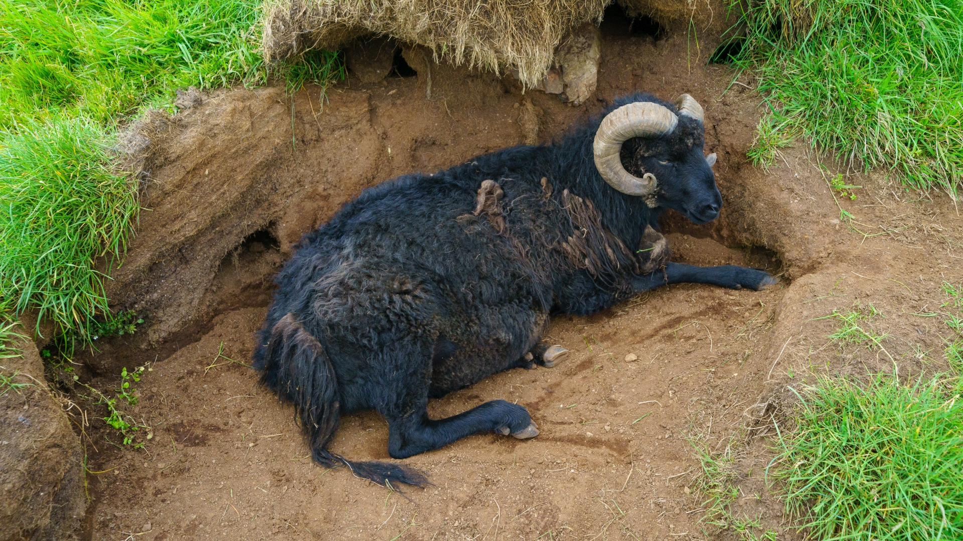 Frerschaf auf der Insel Mykines, Frer – Foto: © Roland Rodenberg