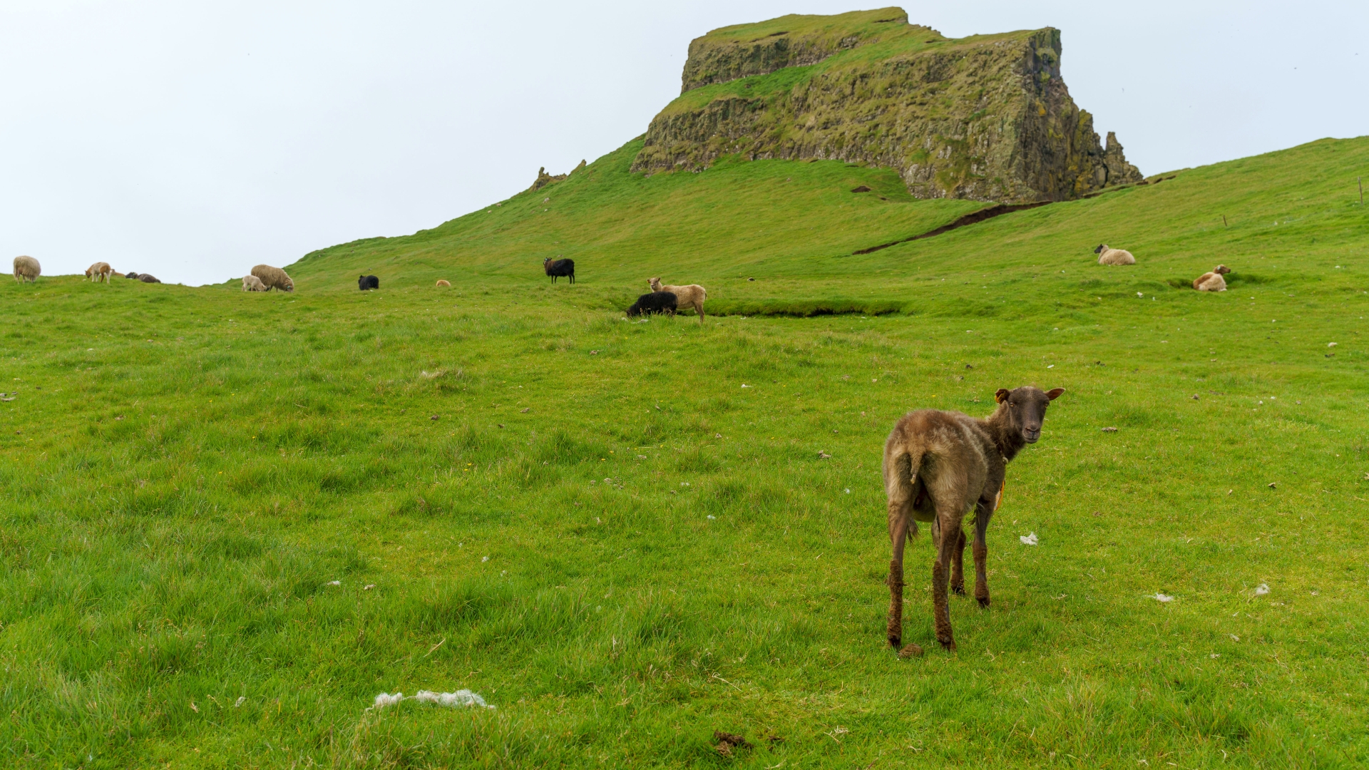 Schafe auf der Insel Mykines, Frer – Foto: © Roland Rodenberg