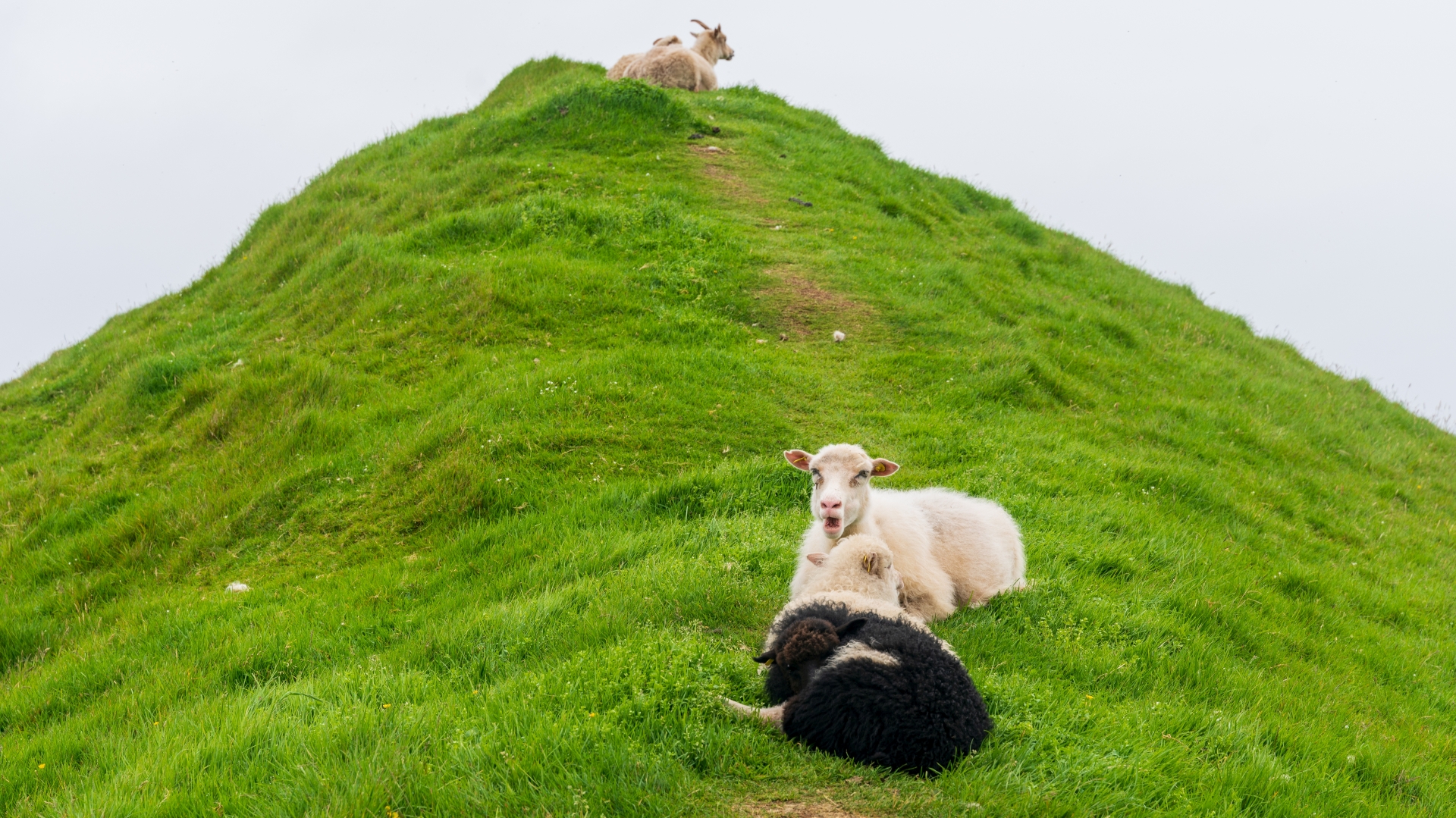 Frerschafe in der Nhe des Ortes Trllanes auf Kalsoy, Frer – Foto: © 
Roland Rodenberg