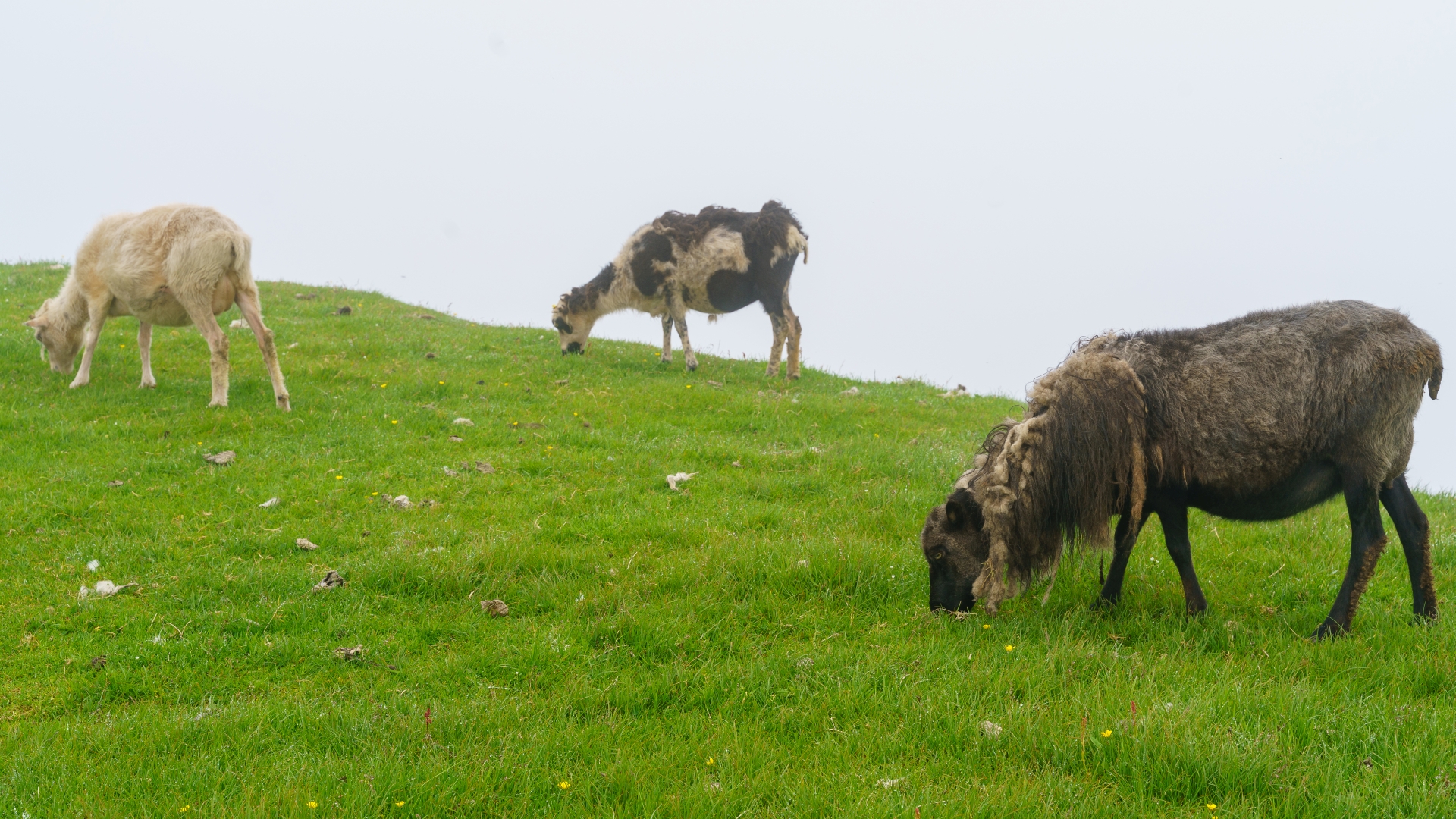 Schafe auf der Insel Mykines, Frer – Foto: © Roland Rodenberg