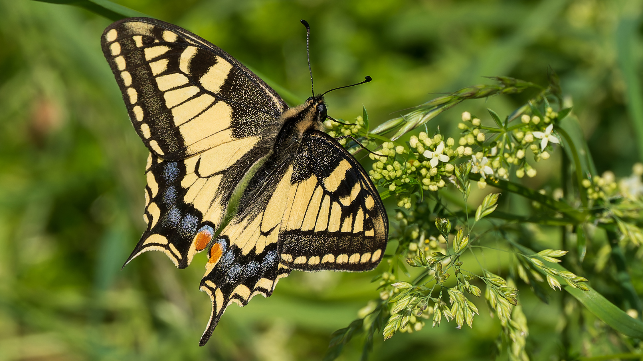 Schwalbenschwanz (Papilio machaon), Rauenthal – Foto: 
© Roland Rodenberg