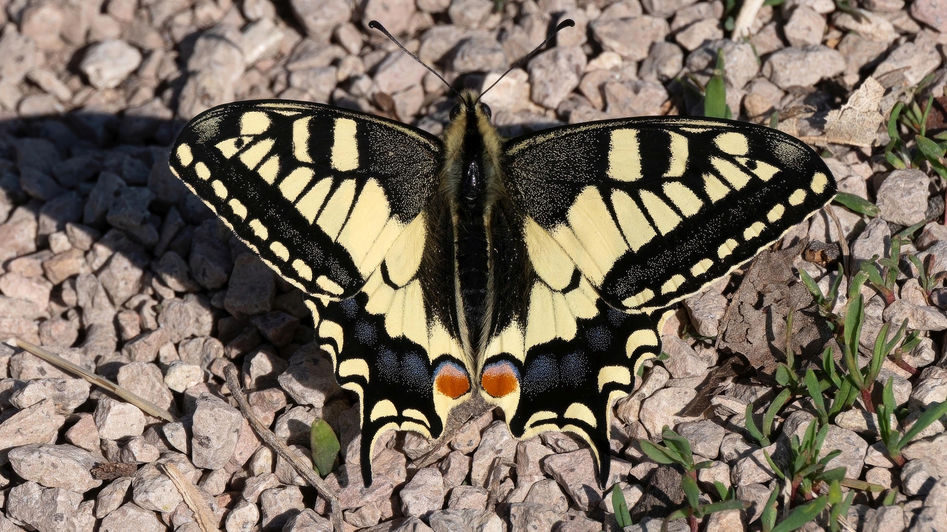 Schwalbenschwanz (Papilio machaon), Eltville-Rauenthal – Foto: 
© Roland Rodenberg