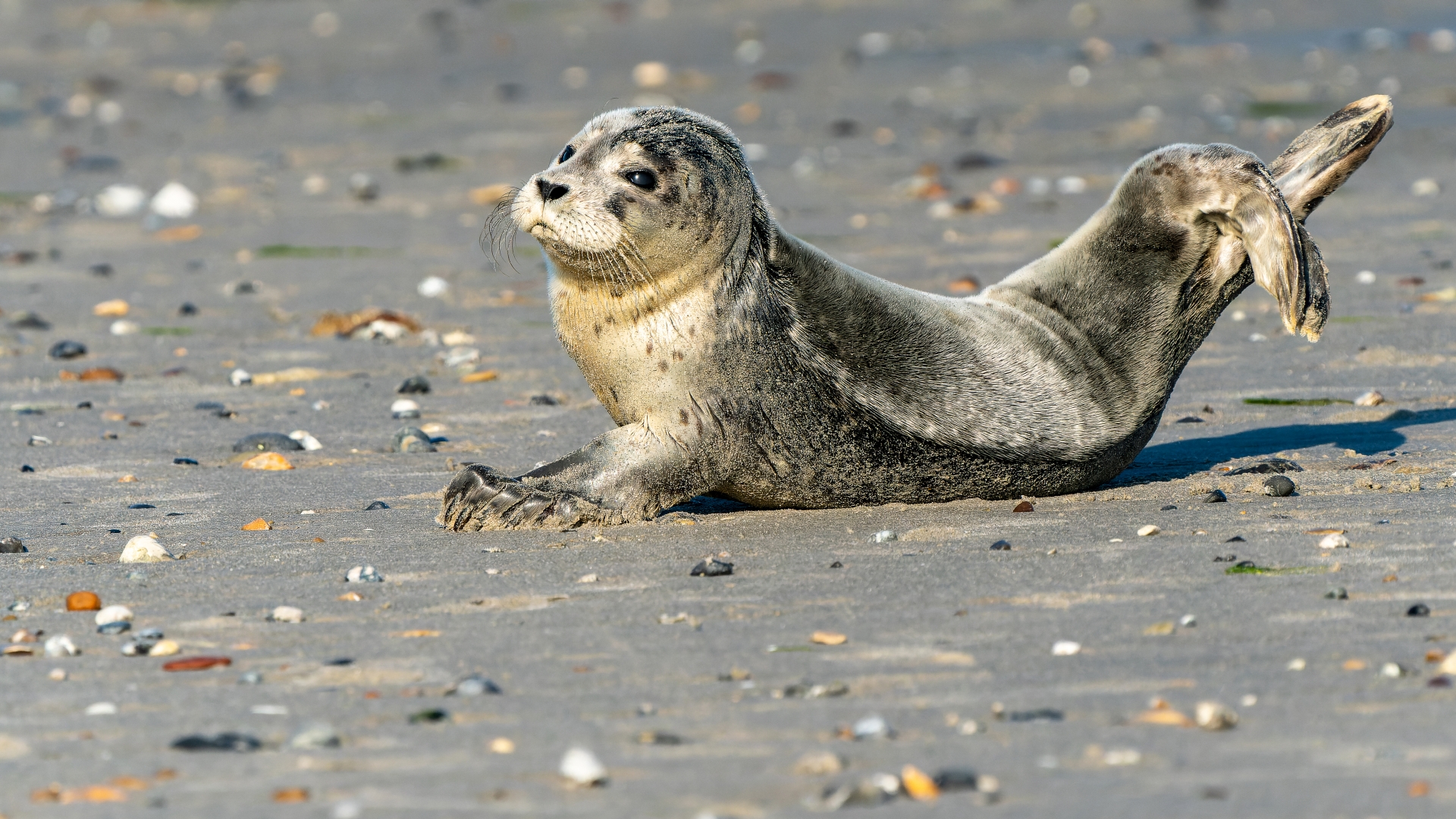 junger Seehund (Phoca vitulina), Helgoland – Foto: © Roland Rodenberg