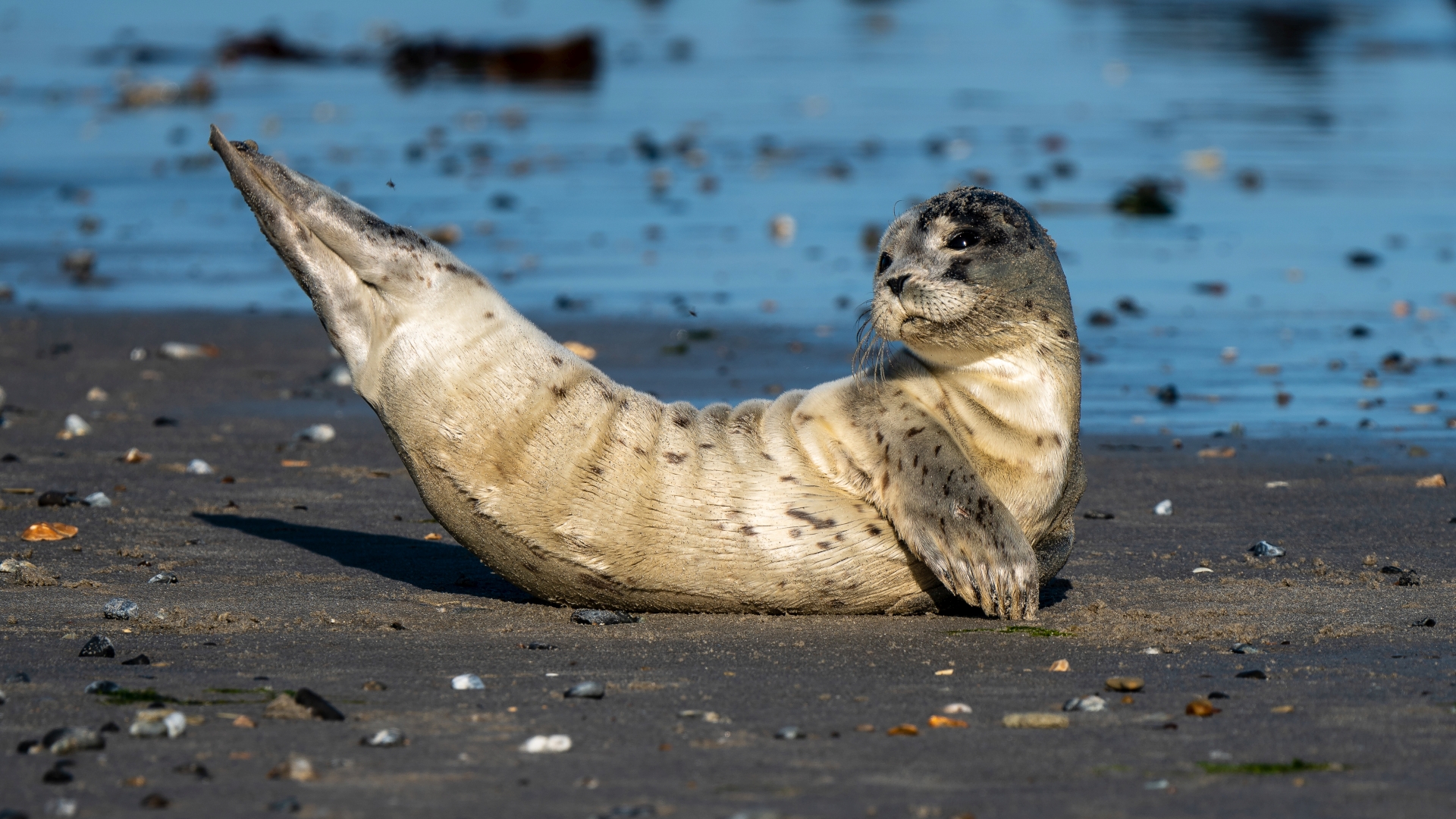 junger Seehund (Phoca vitulina), Helgoland – Foto: © Roland Rodenberg