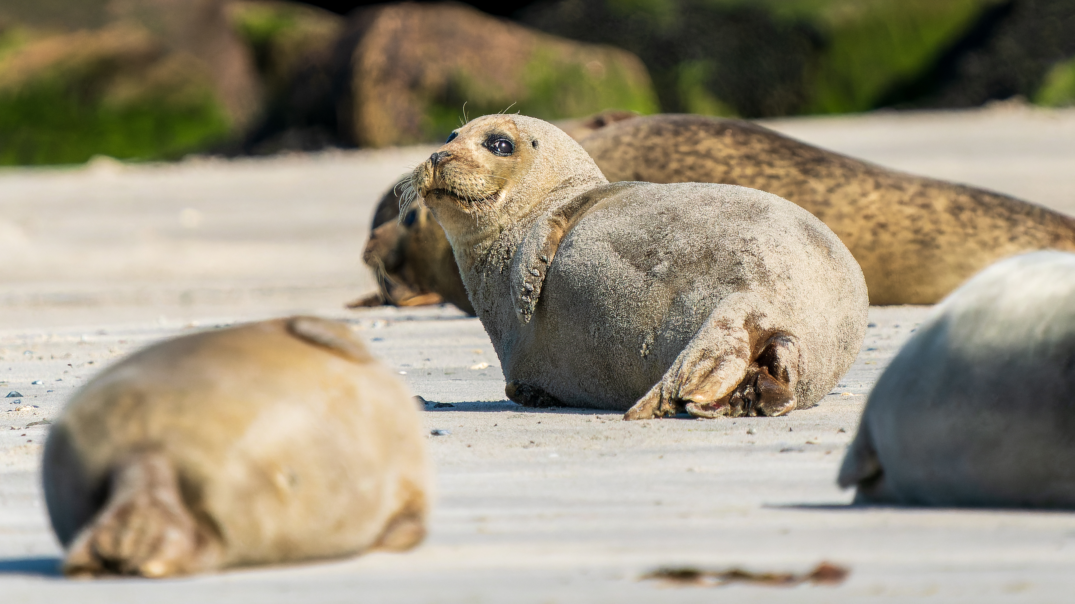 Seehund (Phoca vitulina), Helgoland – Foto: © Roland Rodenberg