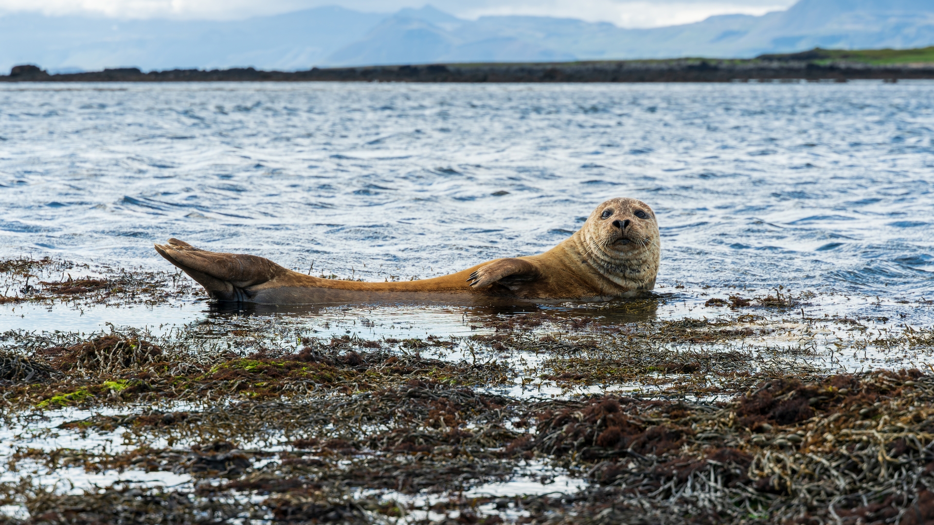 atlantischer Seehund (Phoca vitulina) am Strand bei Ytri Tunga, Snaefellsness, Island – Foto: © Roland Rodenberg