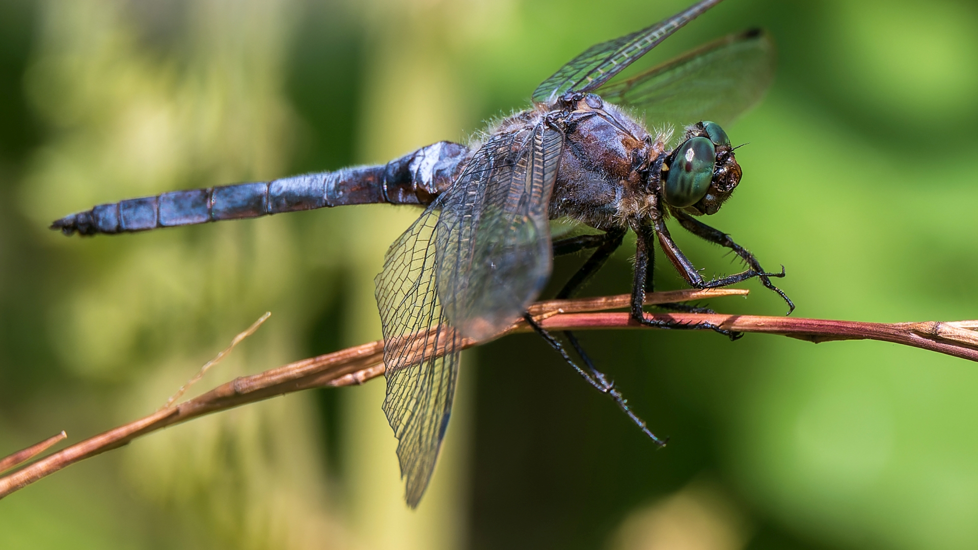 Spitzfleck Libelle (Libella fulva), Schlosspark Wiesbaden Biebrich – Foto: 
© Roland Rodenberg