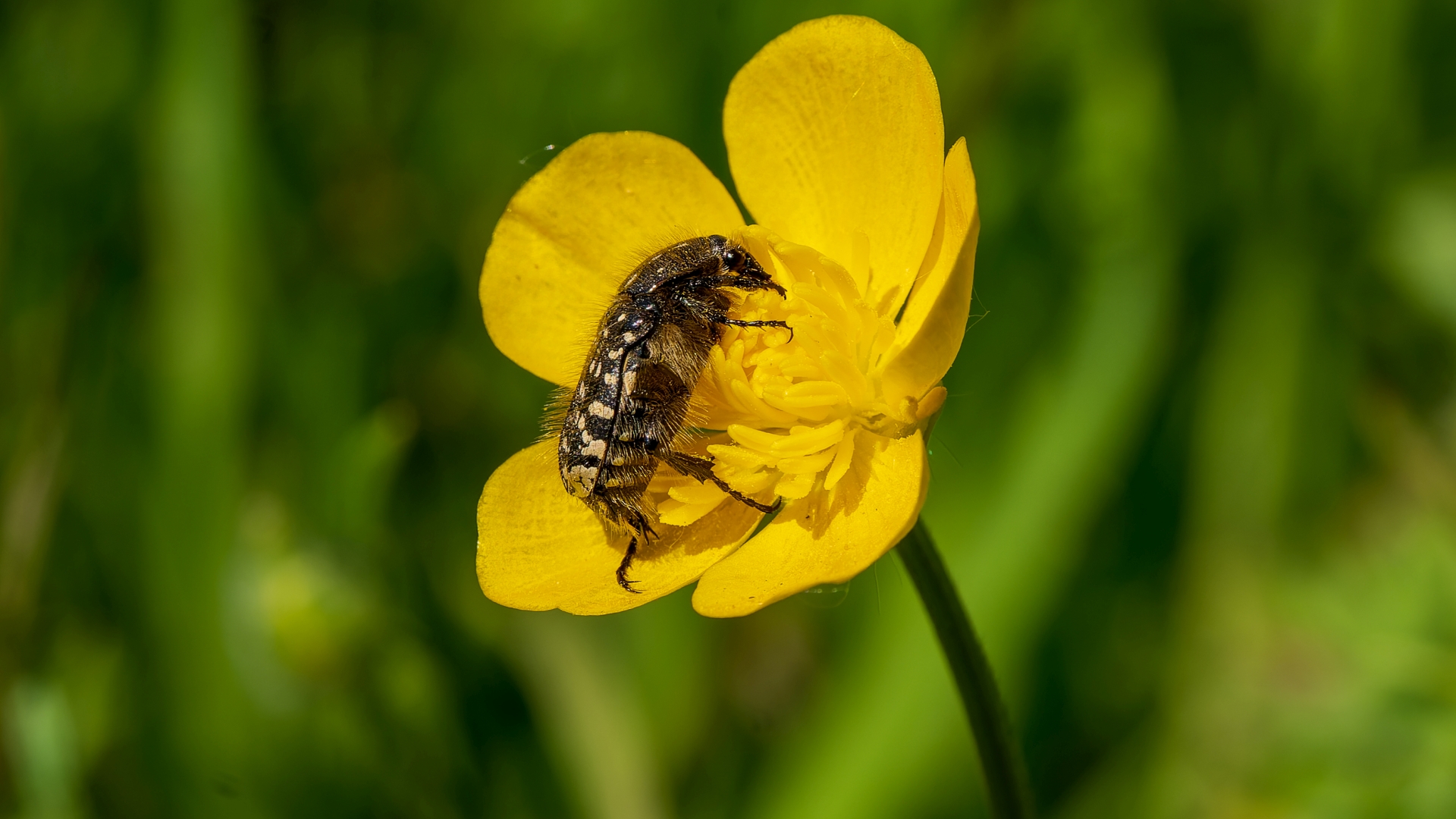 Trauer-Rosenkfer  (Oxythyrea funesta) – Schloss Freundenberg, Wiesbaden – Foto: 
© Roland Rodenberg