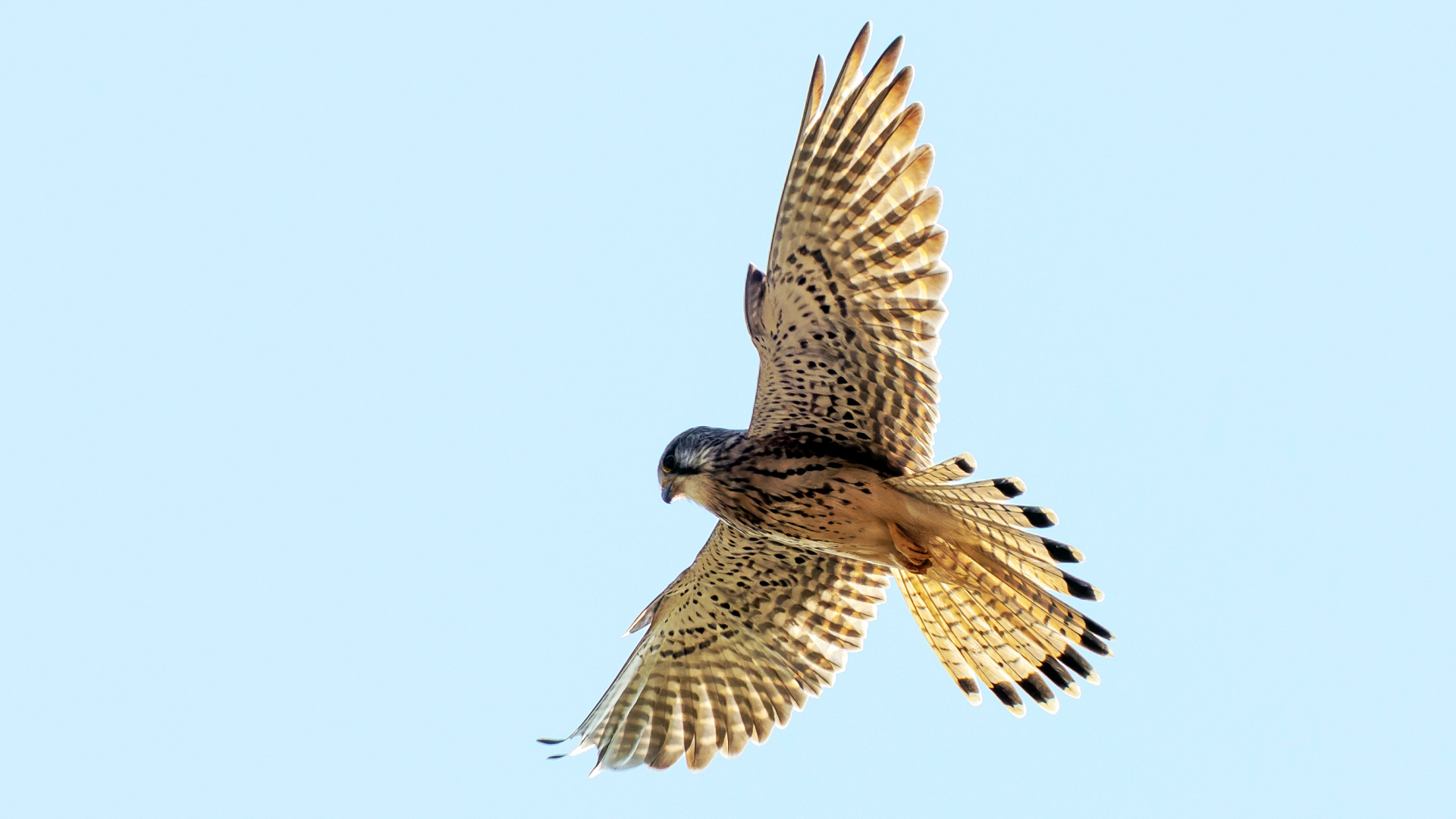 Turmfalke (Falco tinnunculus) - rüttelnd, Wiesbaden-Freudenberg  – Foto: 
© Roland Rodenberg