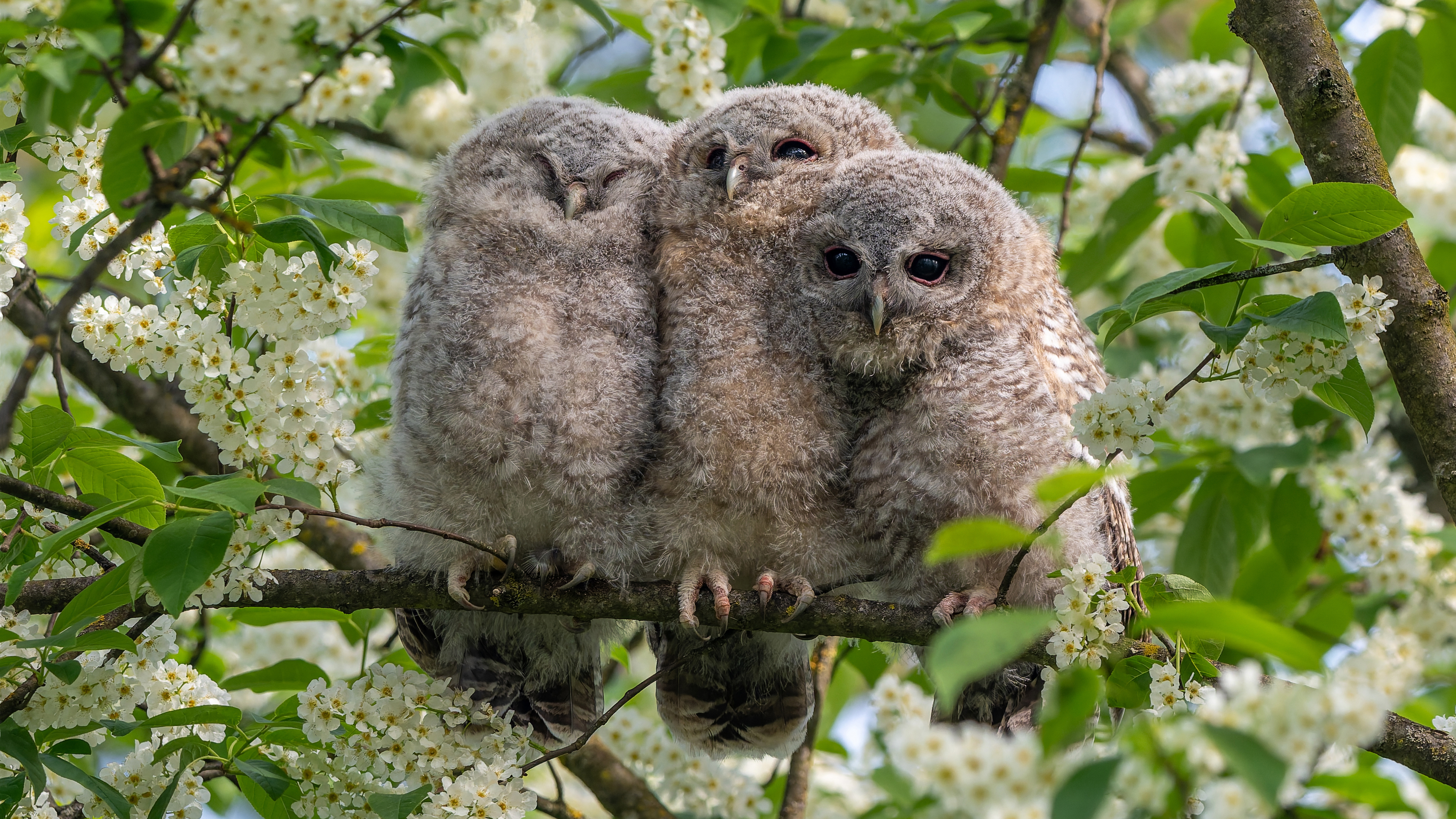 Waldkäuze, Ästlinge (Strix aluco), Schlosspark Wiesbaden Biebrich &ndash; Foto: &copy; 
Roland Rodenberg