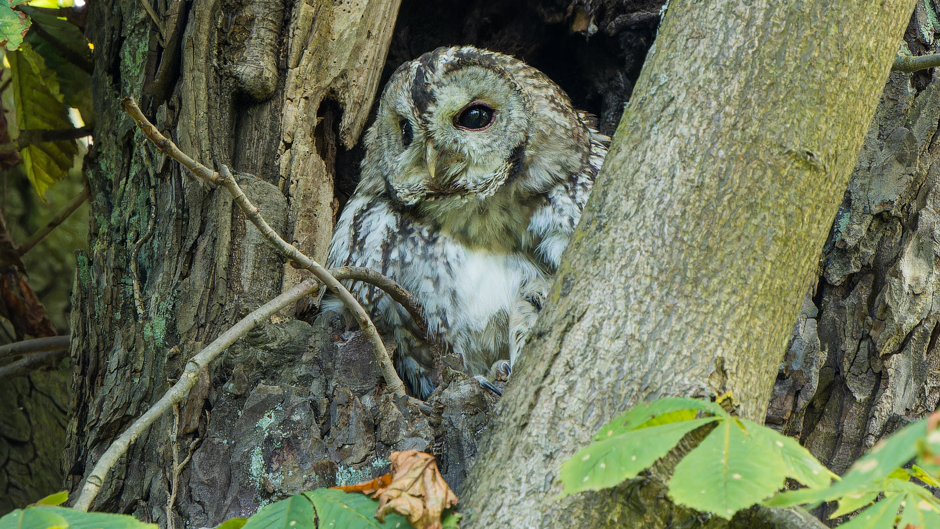 Waldkauz (Strix aluco) im Schlosspark Wiesbaden – Foto: © Roland Rodenberg