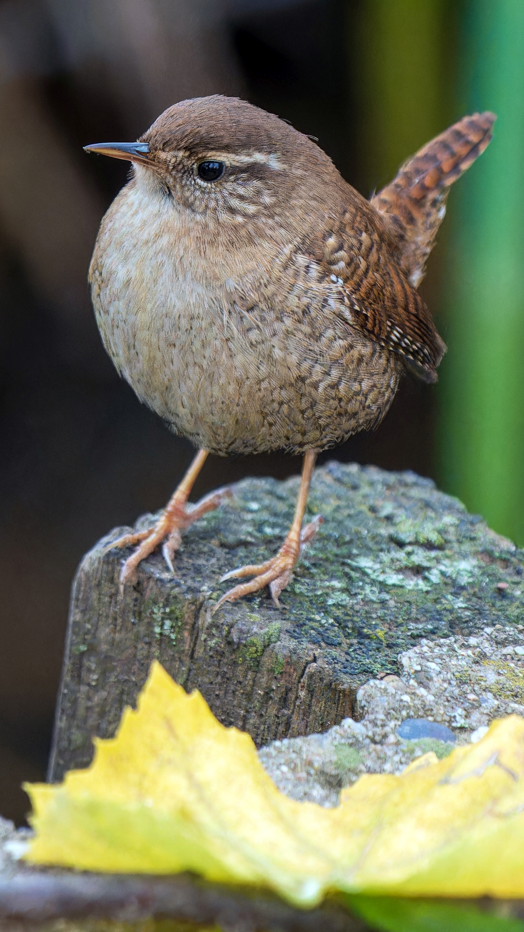 Zaunknig (Troglodytes troglodytes), Schlosspark Wiesbaden-Biebrich – Foto: 
© Roland Rodenberg