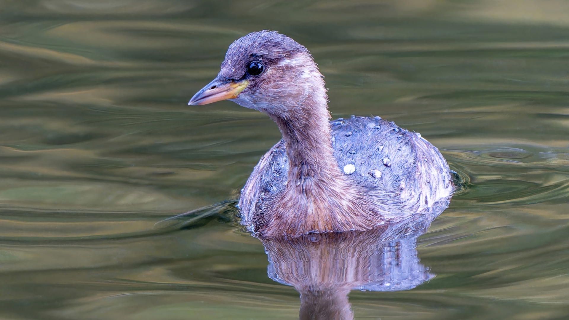 Zwergtaucher (Tachybaptus ruficollis), Wiesbaden - Warmer Damm – Foto: 
© Roland Rodenberg