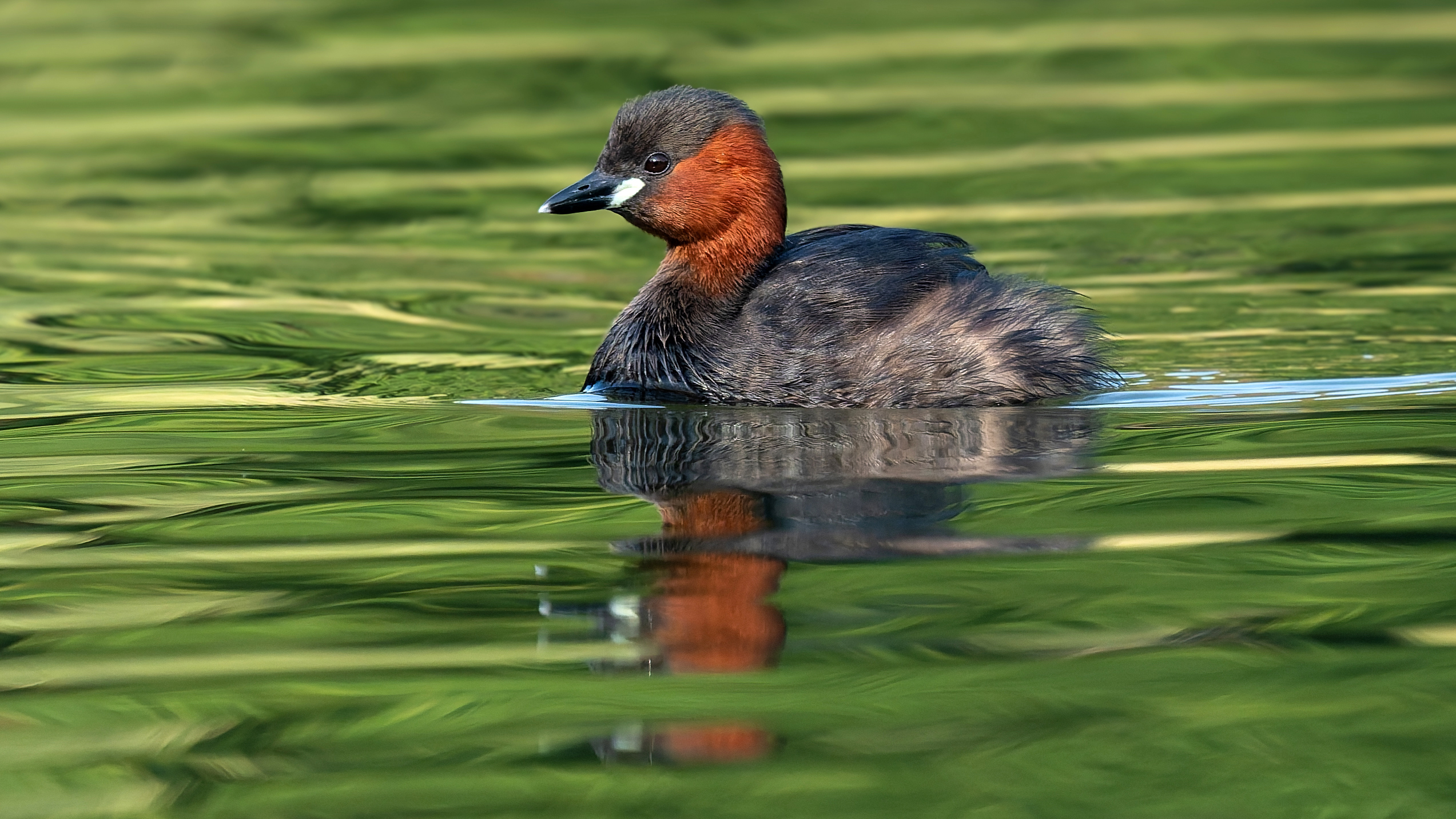 Zwergtaucher (Tachybaptus ruficollis), Schlosspark Wiesbaden-Biebrich  – Foto: 
© Roland Rodenberg